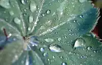 rainwater leaf